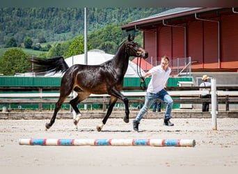 Freiberger, Caballo castrado, 3 años, 156 cm, Castaño oscuro