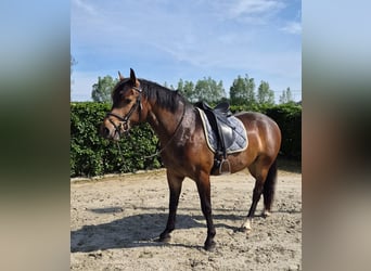 Freiberger, Caballo castrado, 3 años, 156 cm, Castaño oscuro
