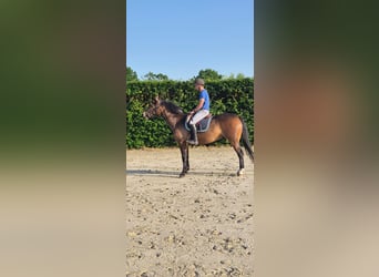 Freiberger, Caballo castrado, 3 años, 156 cm, Castaño oscuro