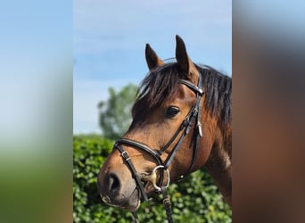 Freiberger, Caballo castrado, 3 años, 156 cm, Castaño oscuro