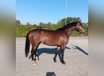 Freiberger, Caballo castrado, 3 años, 156 cm, Castaño oscuro
