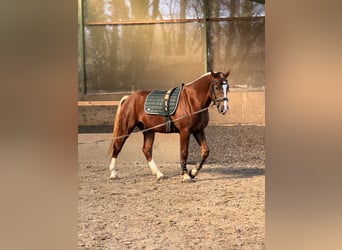 Freiberger, Caballo castrado, 3 años, 157 cm, Alazán-tostado