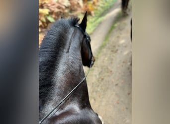 Freiberger, Caballo castrado, 3 años, 157 cm, Castaño oscuro