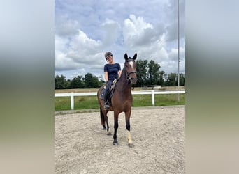 Freiberger, Caballo castrado, 3 años, 157 cm, Castaño oscuro