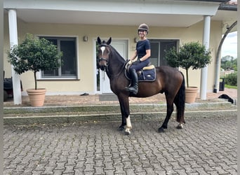 Freiberger, Caballo castrado, 3 años, 157 cm, Castaño oscuro