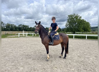 Freiberger, Caballo castrado, 3 años, 157 cm, Castaño oscuro