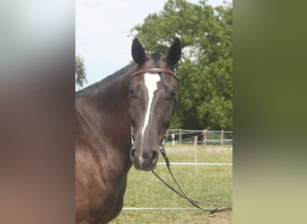 Freiberger, Caballo castrado, 3 años, 157 cm, Morcillo