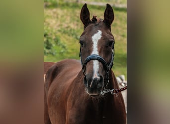 Freiberger, Caballo castrado, 3 años, 158 cm, Alazán-tostado