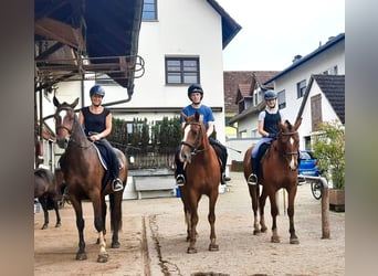 Freiberger, Caballo castrado, 3 años, 158 cm, Castaño