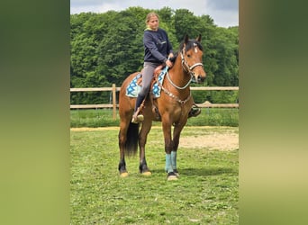 Freiberger, Caballo castrado, 3 años, 158 cm, Castaño