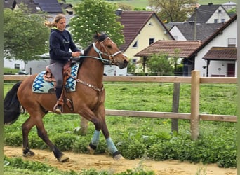 Freiberger, Caballo castrado, 3 años, 158 cm, Castaño