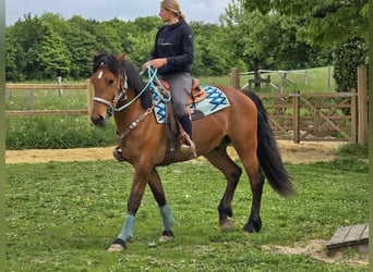 Freiberger, Caballo castrado, 3 años, 158 cm, Castaño