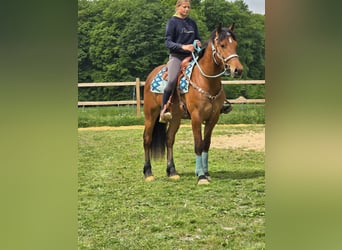 Freiberger, Caballo castrado, 3 años, 158 cm, Castaño