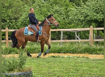 Freiberger, Caballo castrado, 3 años, 158 cm, Castaño