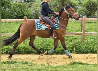 Freiberger, Caballo castrado, 3 años, 158 cm, Castaño