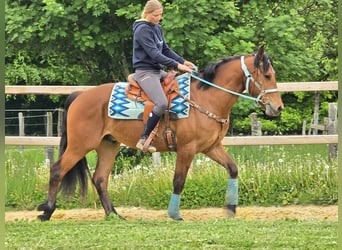 Freiberger, Caballo castrado, 3 años, 158 cm, Castaño