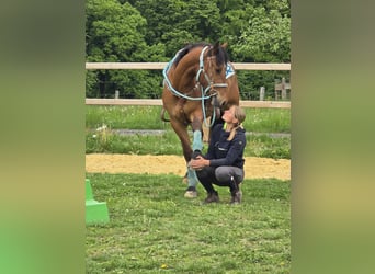 Freiberger, Caballo castrado, 3 años, 158 cm, Castaño