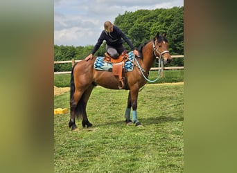 Freiberger, Caballo castrado, 3 años, 158 cm, Castaño