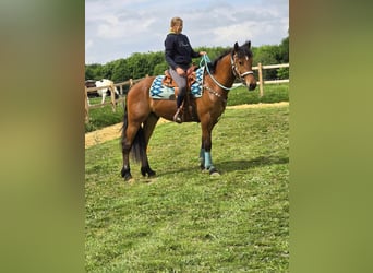 Freiberger, Caballo castrado, 3 años, 158 cm, Castaño