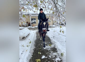 Freiberger, Caballo castrado, 3 años, 158 cm, Castaño oscuro