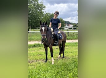 Freiberger, Caballo castrado, 3 años, 158 cm, Castaño oscuro