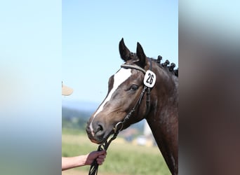 Freiberger, Caballo castrado, 3 años, 158 cm, Negro