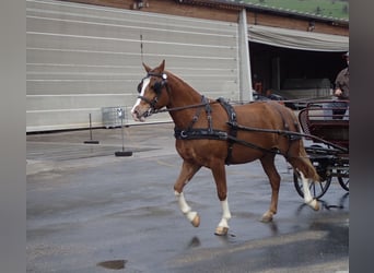 Freiberger, Caballo castrado, 3 años, 159 cm, Alazán