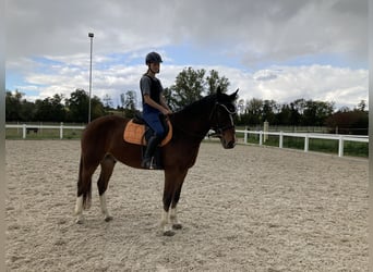 Freiberger, Caballo castrado, 3 años, 159 cm, Castaño oscuro