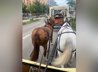 Freiberger, Caballo castrado, 3 años, 160 cm, Alazán