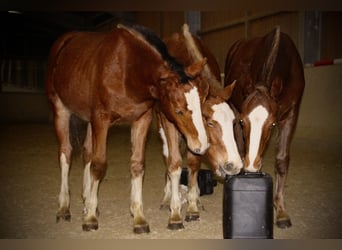 Freiberger, Caballo castrado, 3 años, 160 cm, Alazán-tostado