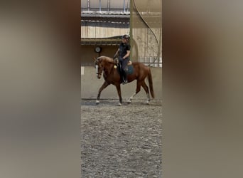 Freiberger, Caballo castrado, 3 años, 160 cm, Alazán-tostado