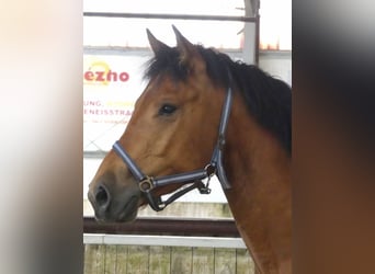 Freiberger, Caballo castrado, 3 años, 160 cm, Castaño