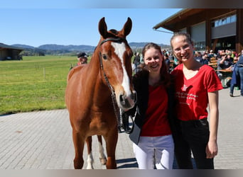 Freiberger, Caballo castrado, 3 años, 160 cm, Castaño