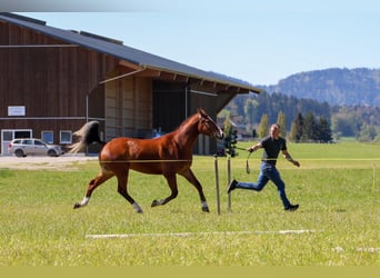 Freiberger, Caballo castrado, 3 años, 160 cm, Castaño