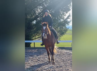 Freiberger, Caballo castrado, 3 años, 160 cm, Castaño