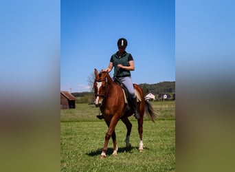 Freiberger, Caballo castrado, 3 años, 160 cm, Castaño