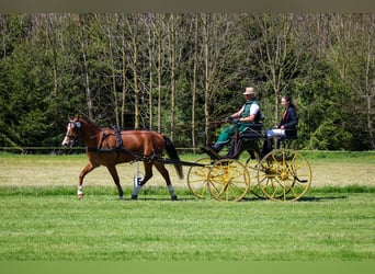 Freiberger, Caballo castrado, 3 años, 160 cm, Castaño