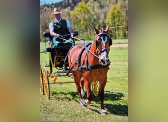 Freiberger, Caballo castrado, 3 años, 160 cm, Castaño