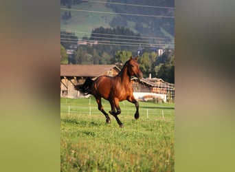 Freiberger, Caballo castrado, 3 años, 160 cm, Castaño oscuro