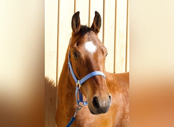 Freiberger, Caballo castrado, 3 años, 162 cm, Castaño