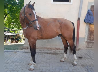Freiberger, Caballo castrado, 3 años, 163 cm, Castaño