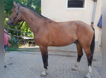 Freiberger, Caballo castrado, 3 años, 163 cm, Castaño