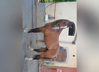 Freiberger, Caballo castrado, 3 años, 163 cm, Castaño