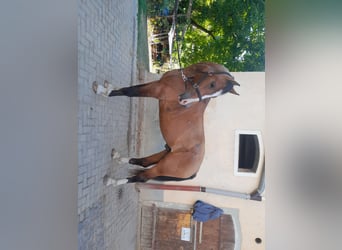 Freiberger, Caballo castrado, 3 años, 163 cm, Castaño