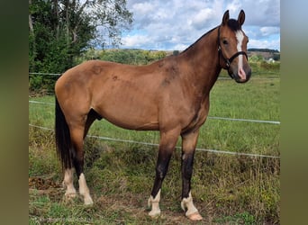 Freiberger, Caballo castrado, 3 años, 165 cm, Castaño