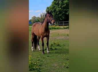 Freiberger, Caballo castrado, 3 años, 165 cm, Castaño