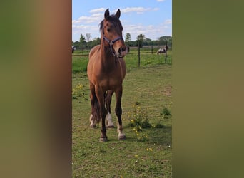 Freiberger, Caballo castrado, 3 años, 165 cm, Castaño