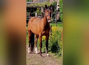 Freiberger, Caballo castrado, 3 años, 165 cm, Castaño
