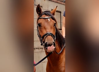 Freiberger, Caballo castrado, 3 años, 165 cm, Castaño