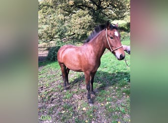 Freiberger, Caballo castrado, 3 años